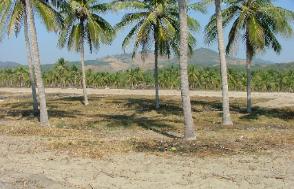 Lovely flat lots amongst the palms